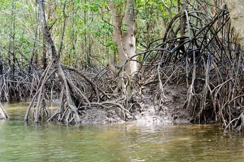 Mangrove tree root Stock Photos