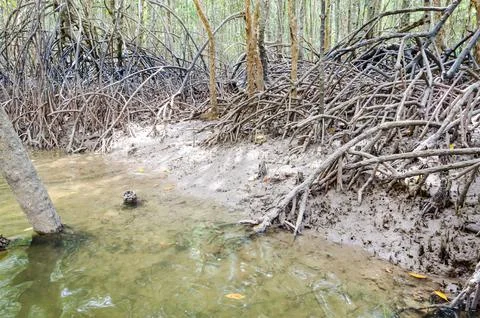 Mangrove tree root Stock Photos