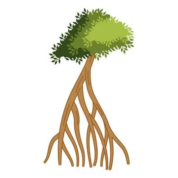Mangrove tree roots environmental Stock Illustration