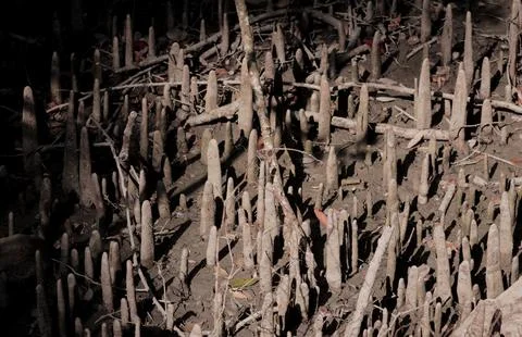 Mangrove Tree Roots. Stock Photos