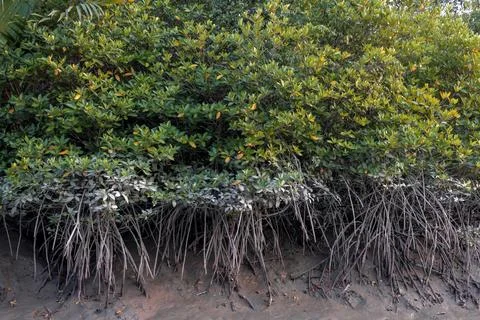 Mangrove Tree Roots. Stock Photos