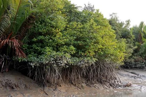 Mangrove Tree Roots. Stock Photos