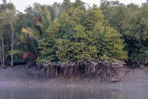 Mangrove Tree Roots. Stock Photos