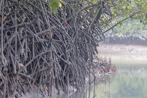 Mangrove Tree Roots. Stock Photos