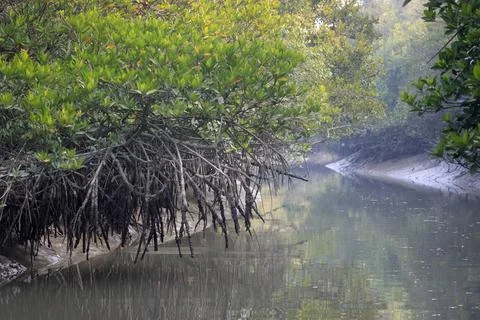 Mangrove Tree Roots. Stock Photos