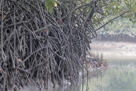 Mangrove Tree Roots. Stock Photos