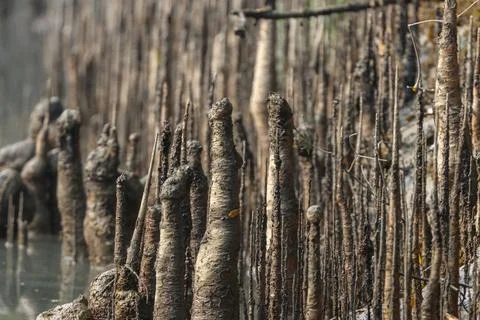 Mangrove Tree Roots. Stock Photos