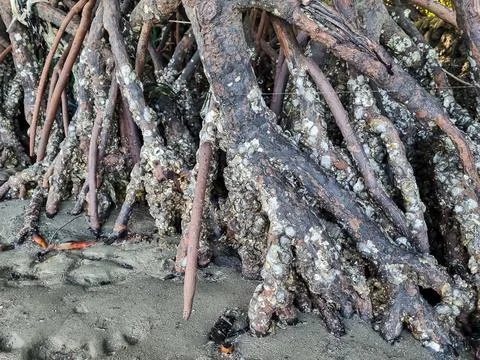 Mangrove tree roots Stock Photos