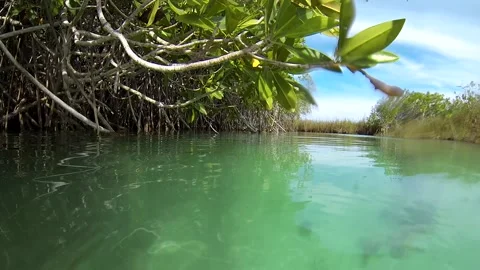 Mangrove Tree Roots Suckers Going Under Water Underwater in Estuary Stock-Footage 134051949