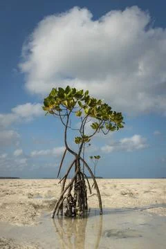 Mangrove tree on the sandy shore of tropical Kei Kecil island Stock Photos
