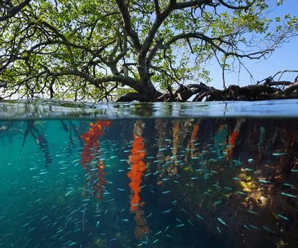 Mangrove tree in the sea split level view over and under water surface Foto stock