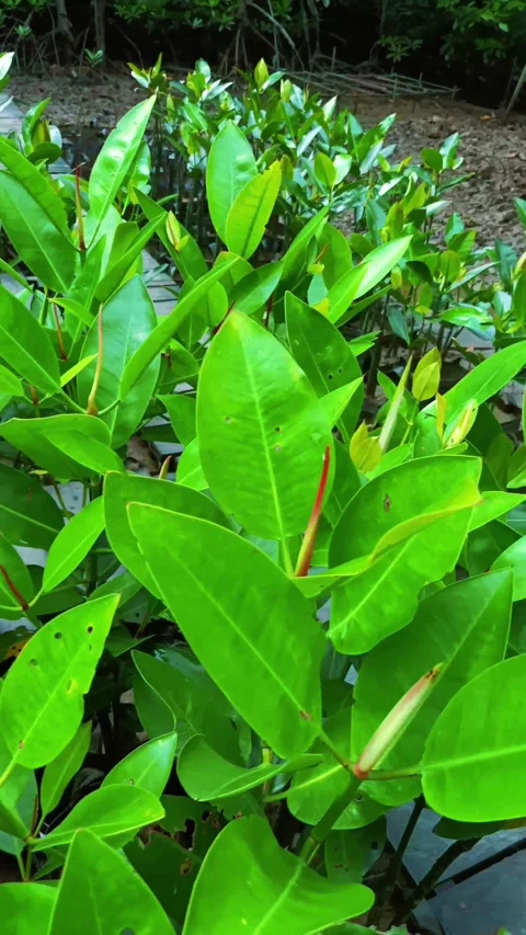 Mangrove tree seedlings. Stock Footage 284079030