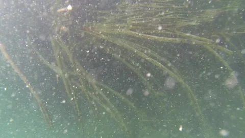 Mangrove Tree Stand Grove Roots Stems Suckers Underwater in Ocean Estuary Stock-Footage 134051840