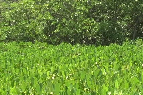 Mangrove tree top foliage Stock Footage 772286
