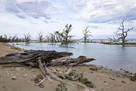 Mangrove trees aftermath Stock Photos