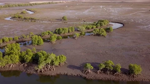 Mangrove trees along river, mud around, ascending and panning 스톡 동영상 219735751