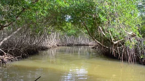 Mangrove trees along the river. The roots of mangrove trees in the mangrove Stock Footage 107945768