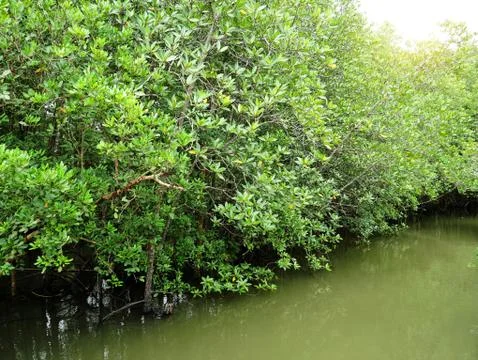 Mangrove trees along the stream Stock Photos