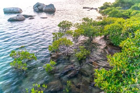 Mangrove trees along the turquoise green salty water Foto stock
