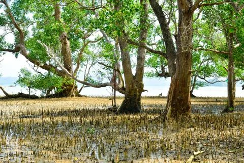 Mangrove trees and roots on the beach Stock Photos