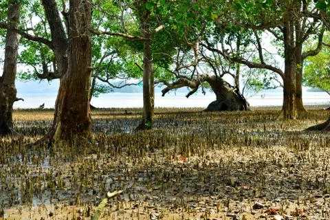 Mangrove trees and roots on the beach Stock Photos