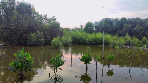 Mangrove trees on the beach Stock Footage 230699477