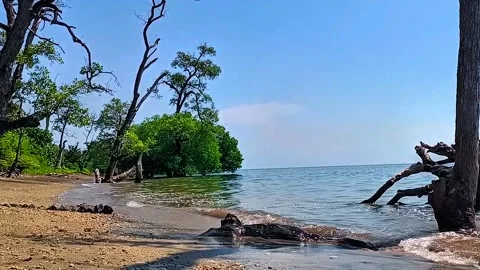 Mangrove trees on the beach 스톡 동영상 311011567