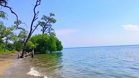Mangrove trees on the beach 스톡 동영상 311011574