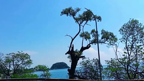 Mangrove trees on the beach 스톡 동영상 311011583