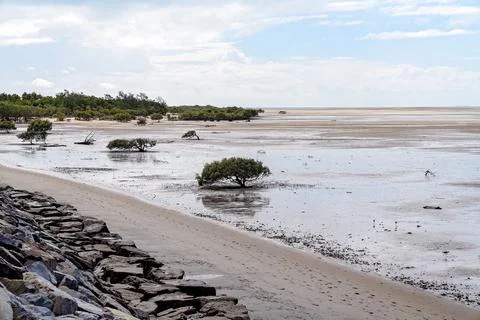 Mangrove Trees On A Beach At Low Tide Stock Photos