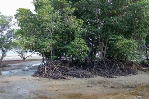 Mangrove trees on the beach Stock Photos