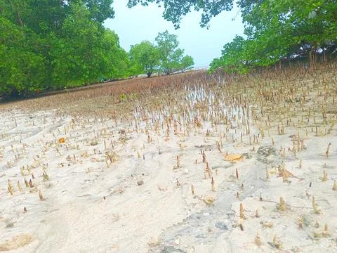 Mangrove trees on the beach Stock Photos