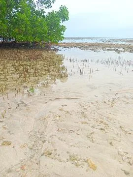 Mangrove trees on the beach Stock Photos