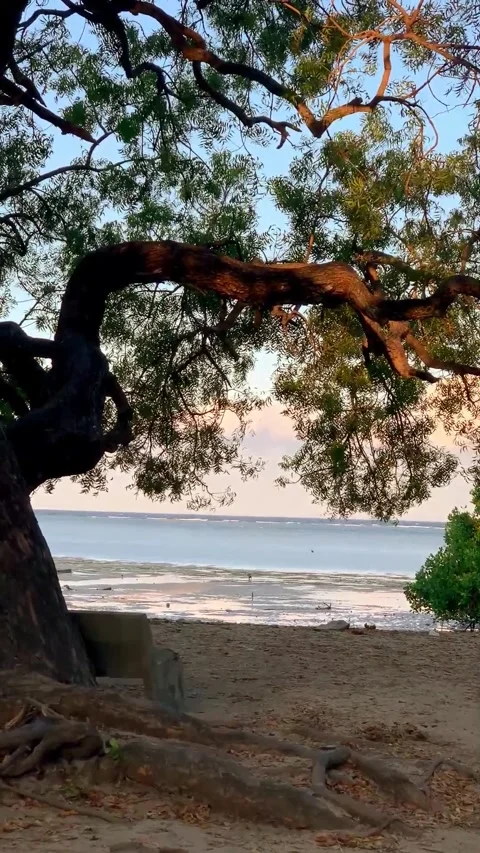 Mangrove trees beside a beach with a sunset sky. 스톡 동영상 287595452