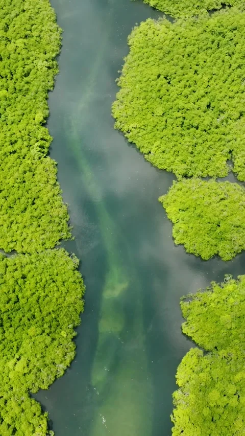 Mangrove trees divided by clear water stream. Siargao, Philippines. Stock Footage 325253974