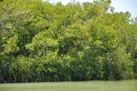 Mangrove trees in the Florida Keys Stock Photos