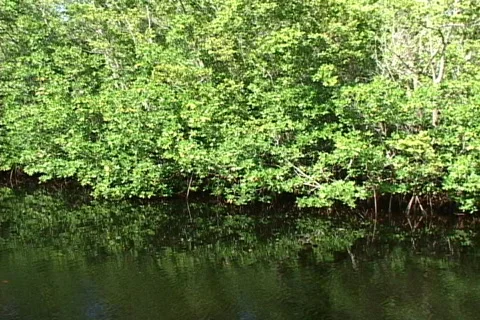 Mangrove Trees Video stock 840361