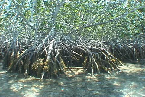 Mangrove Trees Stock Footage 20725669