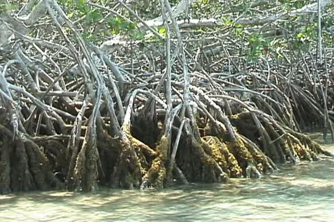 Mangrove trees Stock Footage 20727950
