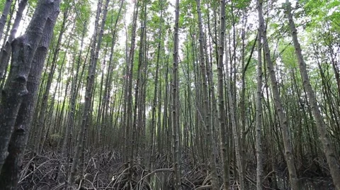 Mangrove trees Stock Footage 55752372