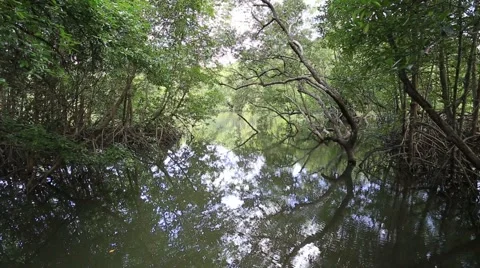 Mangrove trees Stock Footage 55753093