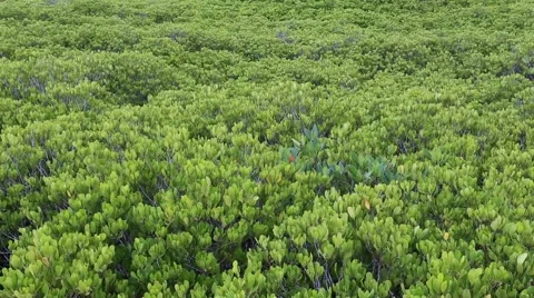Mangrove trees Stock Footage 55857600