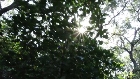 Mangrove trees Stock Footage 96674864