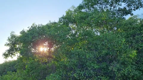 Mangrove trees Stock Footage 277020822