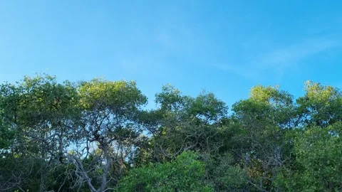 Mangrove trees Stock Footage 277021160