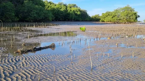 Mangrove trees Stock Footage 277024246