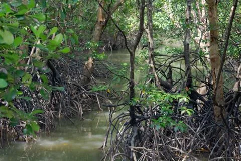 Mangrove trees in the forest Stock Photos