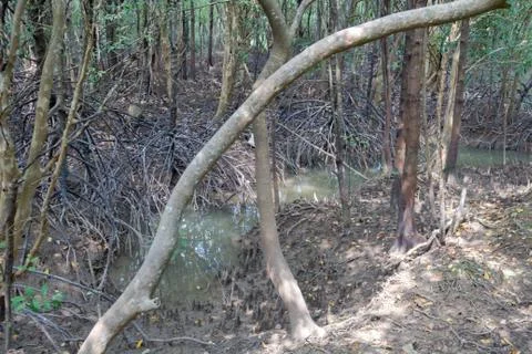 Mangrove trees in the forest Stock Photos