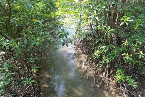 Mangrove trees in the forest Stock Photos