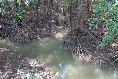Mangrove trees in the forest Stock Photos